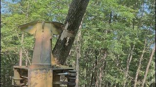 Cutting timber in heavy brush amp trees dont always land where you intend [upl. by Anaugahs485]