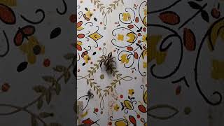 Pantropical Jumping Spider Male Tries to Catch Drain Flies [upl. by Rehpotsrihc]