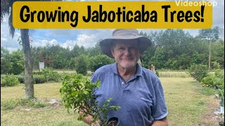 You Can Grow Jaboticaba Anywhere Brazilian Grape Tree [upl. by Animrelliug19]