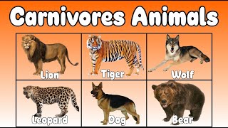 Carnivores animals for kids [upl. by Neelyt]