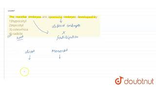 The nucellar embryos are apomictic embryos developed by 1hypocotyl\n\n 2epicotyl\n 3\n\ncoleo [upl. by Eboh]