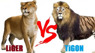 Liger VS Tigon  Liger VS Tigon Who Will Win [upl. by Llerdna]