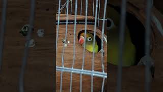 Lovebird Nesting Inside the Breeding Box Lovebirds BreedingBox BirdNesting [upl. by Wivina]