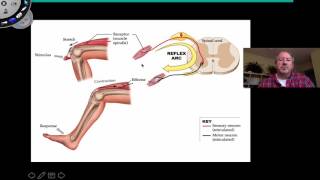 Spinal Reflexes [upl. by Ecitnerp]