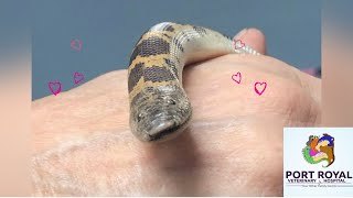 Kenyan Sand Boa at Port Royal Veterinary Hospital [upl. by Banna]