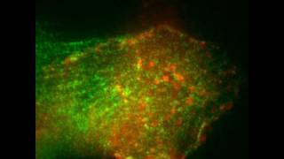 Multiple CaMKII Binding Modes to the Actin Cytoskeleton Revealed by Single Molecule Imaging [upl. by Eenot310]