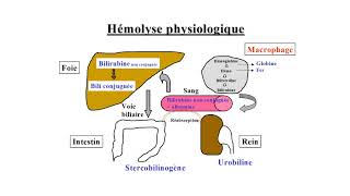 Hemolyse capsule [upl. by Magda]