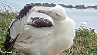 Royal Albatross Great Closeup🥰 Manaaki is preening himself 344 pm 20230916 [upl. by Lleon]