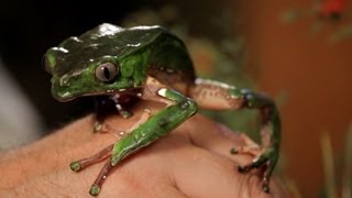 3 Care Tips for Waxy Monkey Frogs  Pet Reptiles [upl. by Harrus393]