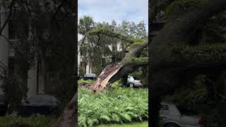 Ron DeSantis Says Family Fine After Tree Falls On Governors Mansion [upl. by Ellennod]