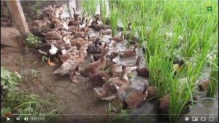 ATInorthmin Integrated Rice Duck Farming System [upl. by Durkee]