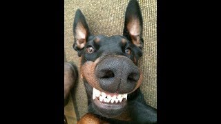 50 MINUTES OF DOBERMAN funny doberman videos [upl. by Nediarb]