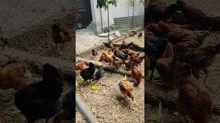 Green fodder Time greenfood shortsfeed chicken viralvideo viralshorts shortsfeed shorts [upl. by Arotal]