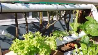 DIY Backyard Hydroponic garden [upl. by Ailey]