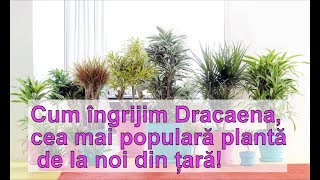 Cum se ingrijeste Dracaena cea mai populara planta [upl. by Reine664]