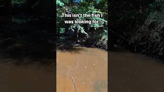 Tiny creek topwater fly fishing [upl. by Lacee]