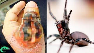 LES 10 ARAIGNÉES LES PLUS VENIMEUSES AU MONDE  🕷️ [upl. by Farver]