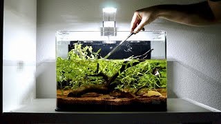 Planted Betta Fish Tank Setup  Weekly Aquarium Maintenance [upl. by Ltsyrk504]