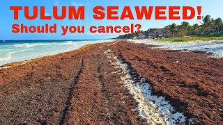 TULUM Seaweed Update MAY 2024  Sargassum Season seaweed sargassum tulum [upl. by Giffer6]