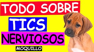 TICS NERVIOSOS en Perros con MOQUILLO [upl. by Ahtilat]