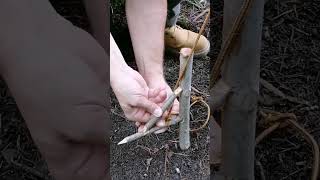 trap bushcraft trap survival [upl. by Files]