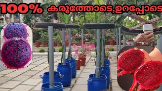 സ്ഥല പരിമിധിയുള്ളവർക്കായിടെറസ്സിൽ പ്ലാൻ്റ് ചെയ്യുന്നവർക്കായിplantingdragon fruit drum planting [upl. by Annawad]