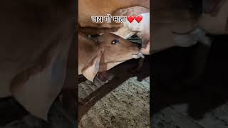 Jai gau mata ❤️ gaumata shorts cowfeeding cowvideos [upl. by Notaek]