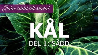 Kål från sådd till skörd – Del 1 sådd [upl. by Rona34]