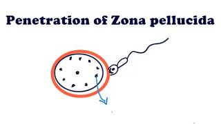 Embryology  First week of development  Fertilization [upl. by Channa]