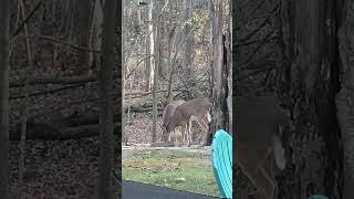 Adorable Button Buck and Doe Deer Take Over the Backyard Feeder [upl. by Lerad]