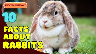 10 Adorable Facts About Rabbits You Didn’t Know 🐇 [upl. by Vladimar429]