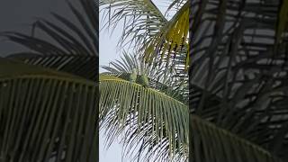 Iru hridayangalil parrot malayalam sreedevinair nature kerala coconuttrees birdsofkerala [upl. by Haelak]