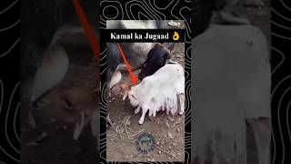 Adbhut jugaad 🐮 👌cow calf cowvideos facts farming jugaad cattle goat goatfarming shorts [upl. by Ime885]