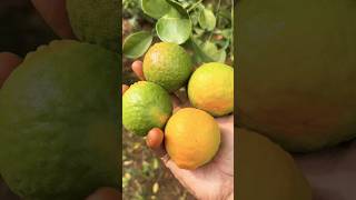 Orange Harvest in our garden 🪴 shorts shortvideo orange trending nature garden [upl. by Manley705]