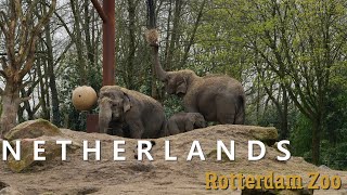 Rotterdam Zoo Diergaarde Blijdorp 2023 full video in 4K​ [upl. by Denney449]