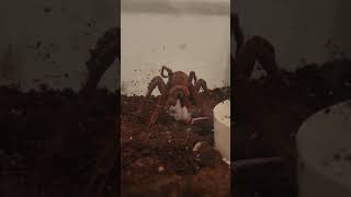 Goliath Birdeater Theraphosa blondi  eating a hopper mouse WARNING Graphic Content [upl. by Winther]