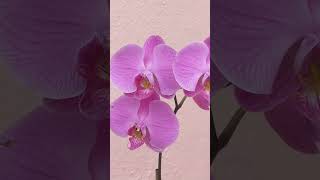 Beautiful orchids [upl. by Akenihs]