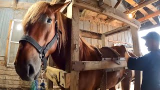 Working with our new SUFFOLK PUNCH STALLION  Weighing amp First Time in the Shoeing Stocks [upl. by Dowdell]