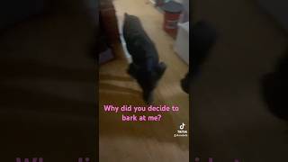 doglover a facts foryou I barked at my dog to see what would happen [upl. by Naened]