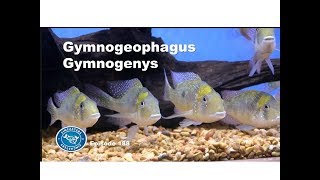 Gymnogeophagus Gymnogenys a beautiful and peaceful cichlid Episode 188 [upl. by Ahsocin]