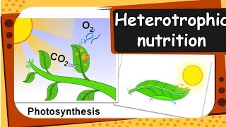 Biology – Heterotrophic Nutrition in Parasitic plant Cuscuta  Life Processes  Part 4 – English [upl. by Nwotna]