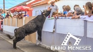 Tourada no JUNCAL com touros de HF 2017  Terceira Island Bullfight [upl. by Cecilius]