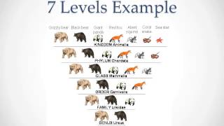 Classification and Taxonomy [upl. by Sukramaj]