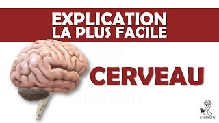 lexplication la plus facile  le Cerveau [upl. by Joleen624]