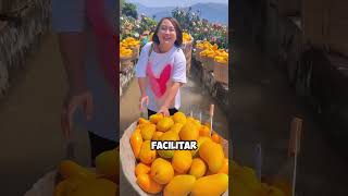 Esta agricultora cosecha mangos sin semillas en un canal de agua 😱 [upl. by Brandy]