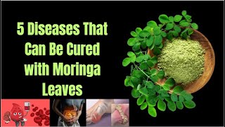 Benefits of Moringa Leaves Can Be Used for Mild to Severe Illnesses [upl. by Amadeo]