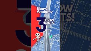 The 3 Bones Of The Elbow Joint Explained [upl. by Ressler622]