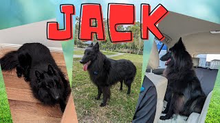 Introducing Jack the Belgian Shepherd Groenendael 🐕‍🦺 [upl. by Jona157]