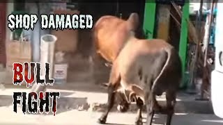 Bull fight on open town road and citizens role  Town Ox fight  Busy road bull fight damages shop [upl. by Ilatfan150]