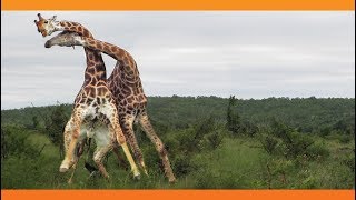 Giraffes Fighting [upl. by Churchill]